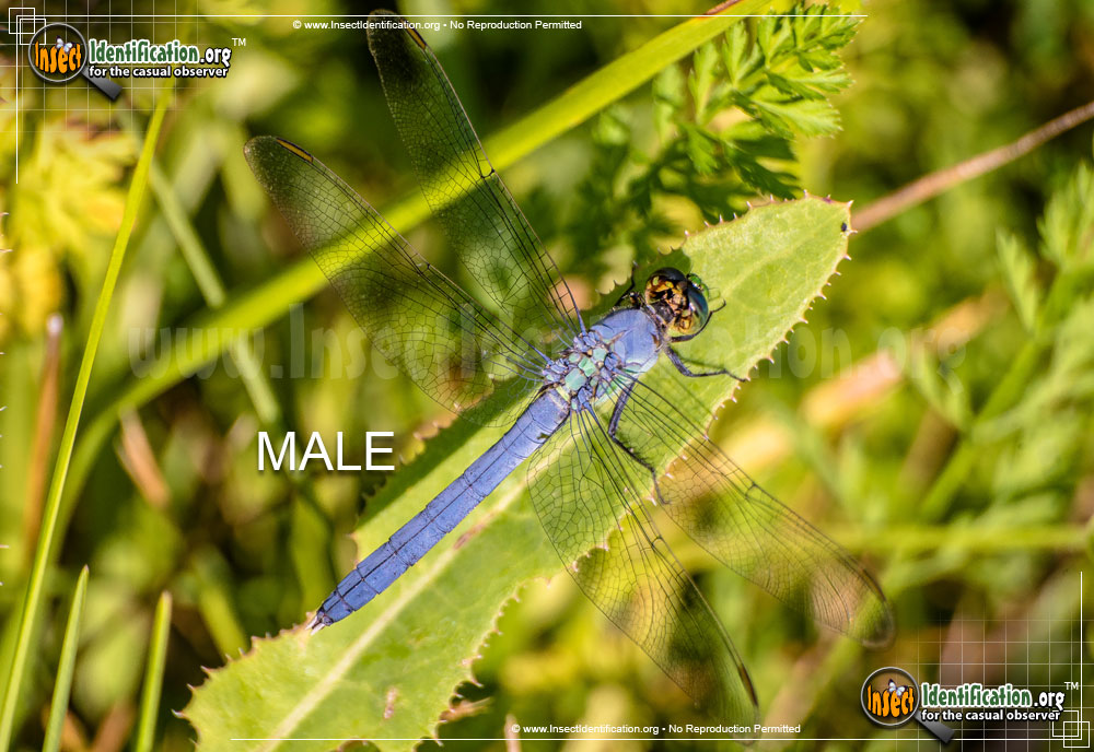Full-sized image #14 of the Eastern-Pondhawk