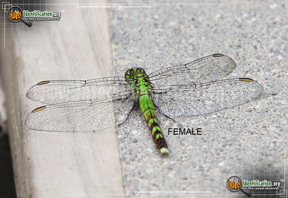 Full-sized image #11 of the Eastern-Pondhawk