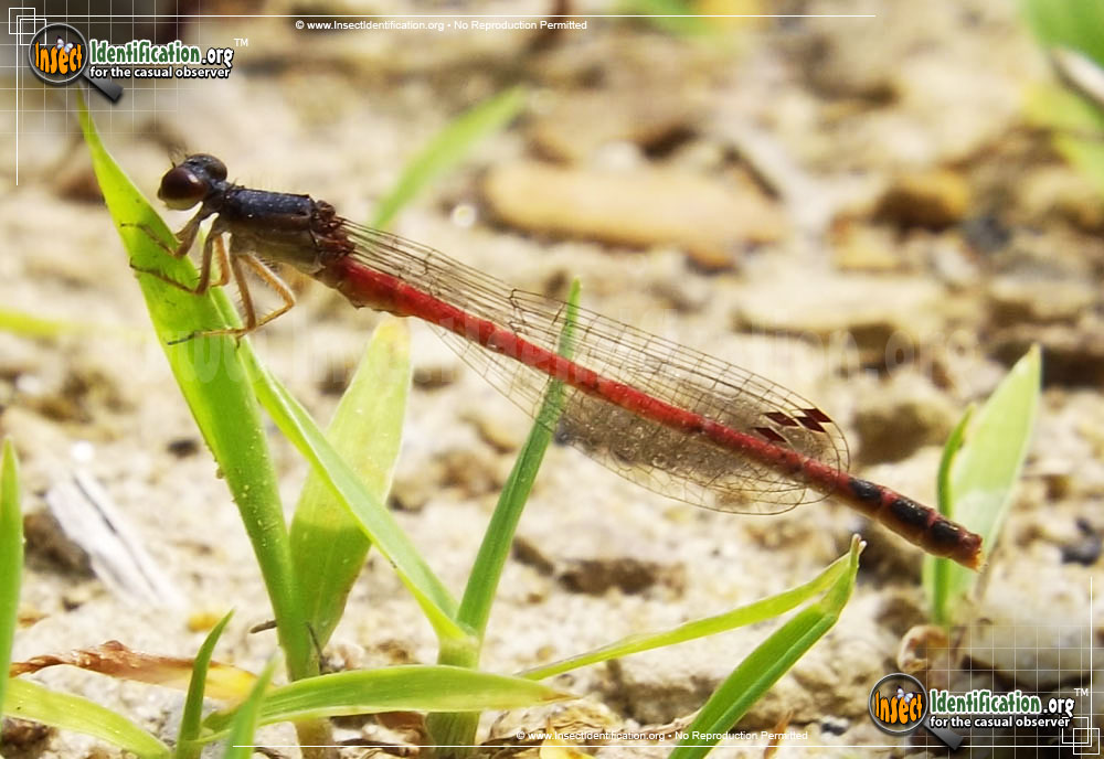 Full-sized image #2 of the Eastern-Red-Damselfly