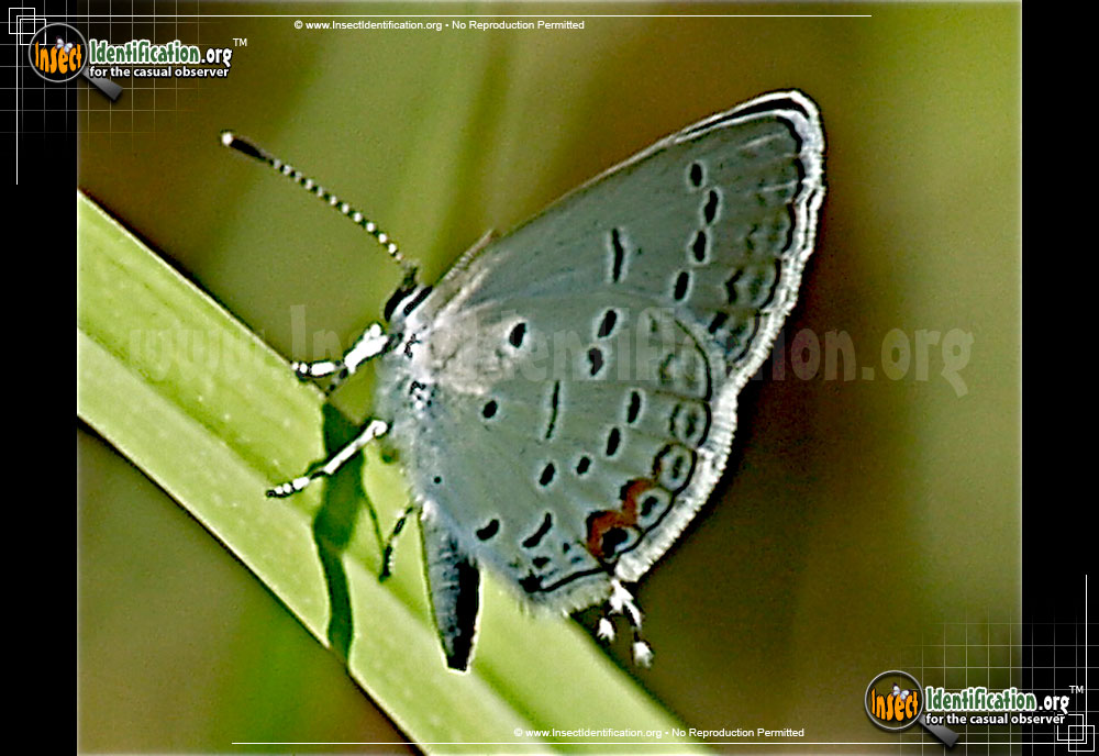 Full-sized image #4 of the Eastern-Tailed-Blue-Butterfly