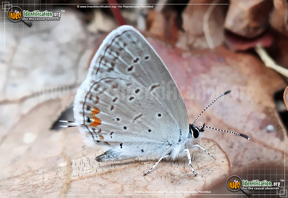 Full-sized image #2 of the Eastern-Tailed-Blue-Butterfly