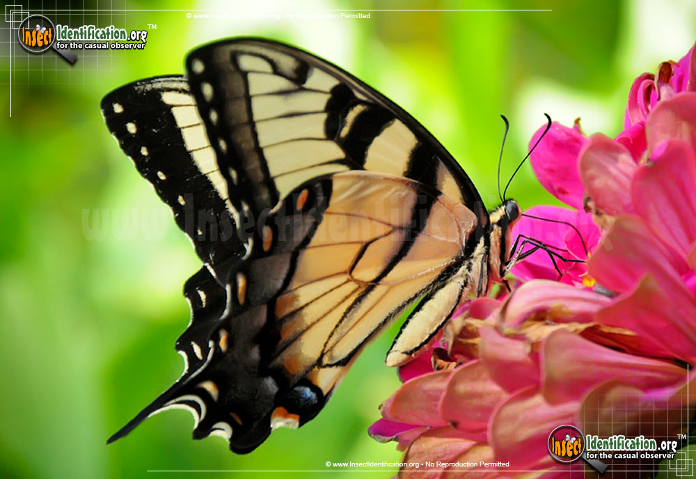 Full-sized image #11 of the Eastern-Tiger-Swallowtail
