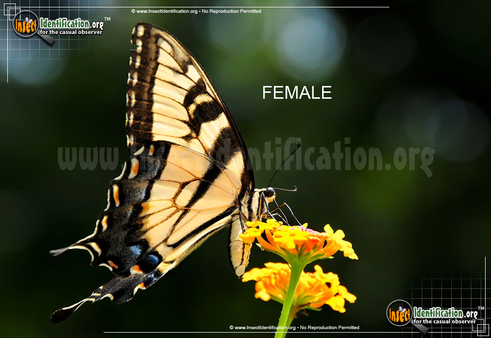 Full-sized image #14 of the Eastern-Tiger-Swallowtail