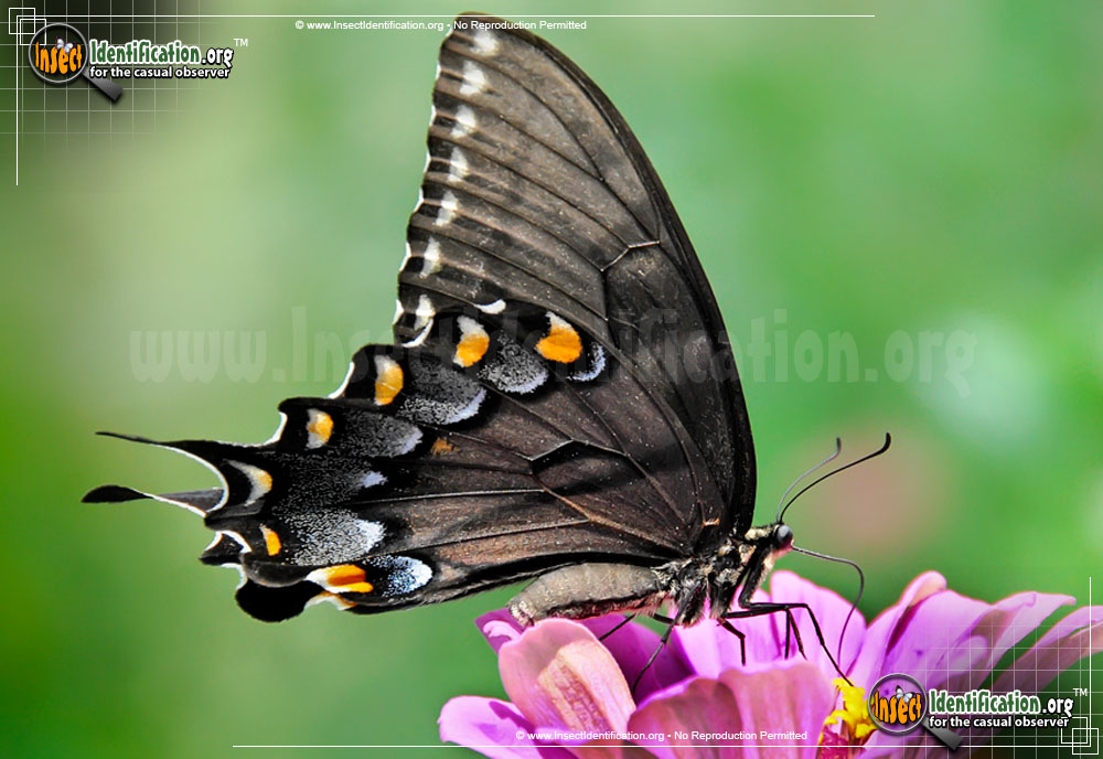 Full-sized image #8 of the Eastern-Tiger-Swallowtail