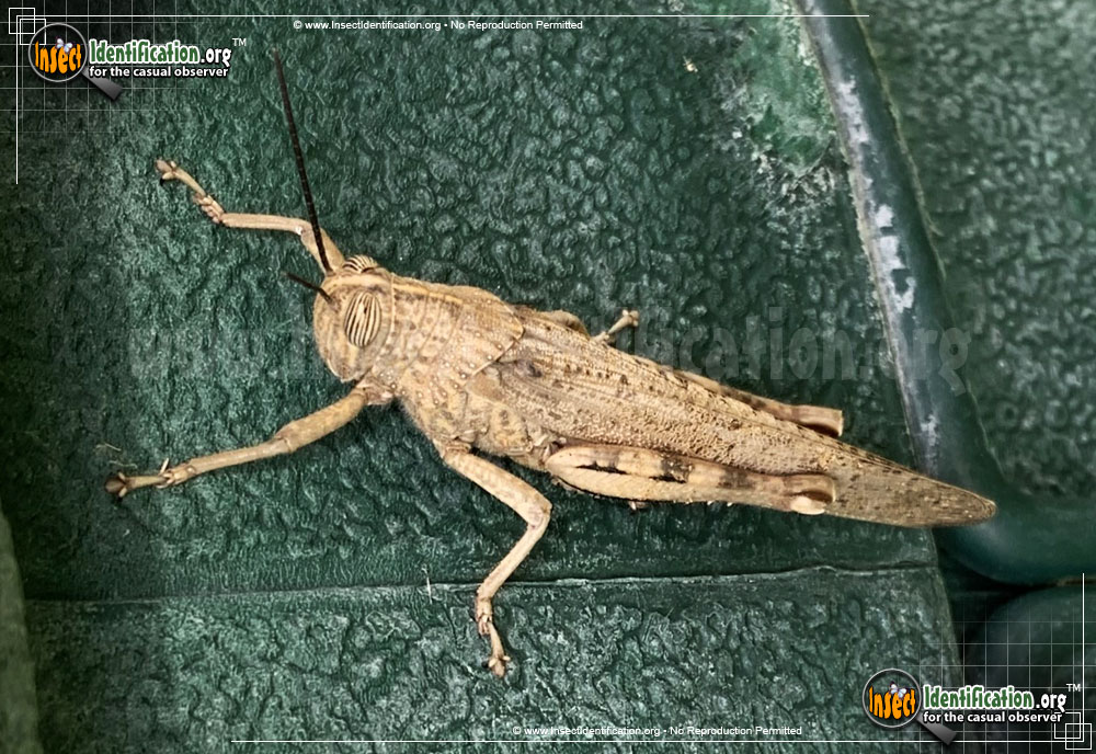 Full-sized image #3 of the Egyptian-Grasshopper