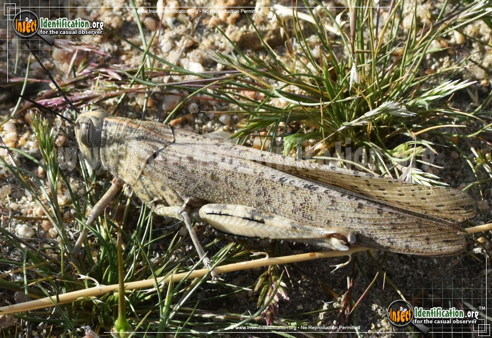 Full-sized image #6 of the Egyptian-Grasshopper