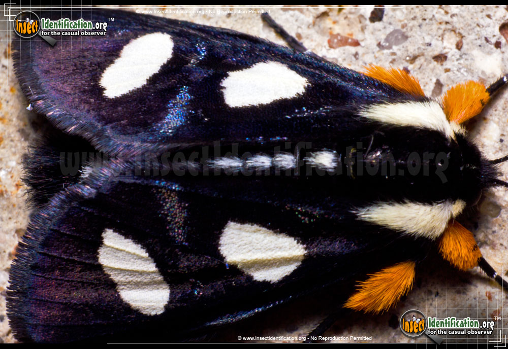 Full-sized image of the Eight-Spotted-Forester-Moth