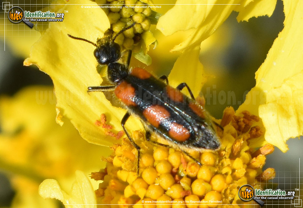 Full-sized image of the Elegant-Blister-Beetle