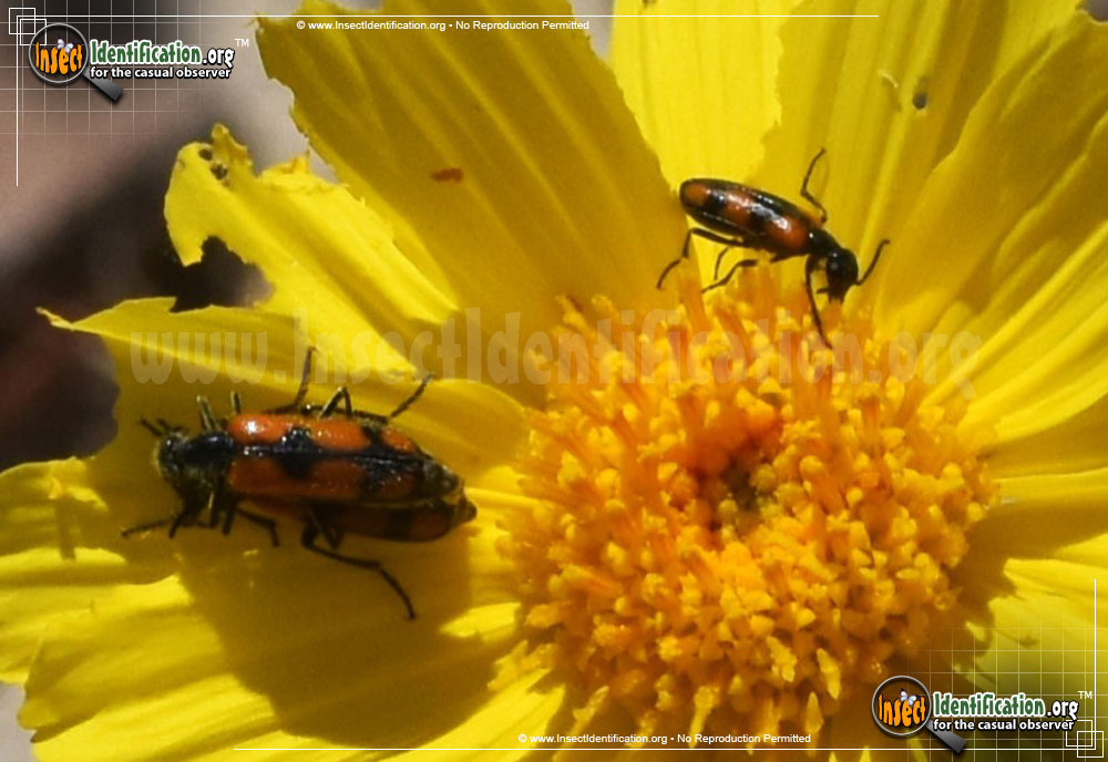 Full-sized image #5 of the Elegant-Blister-Beetle