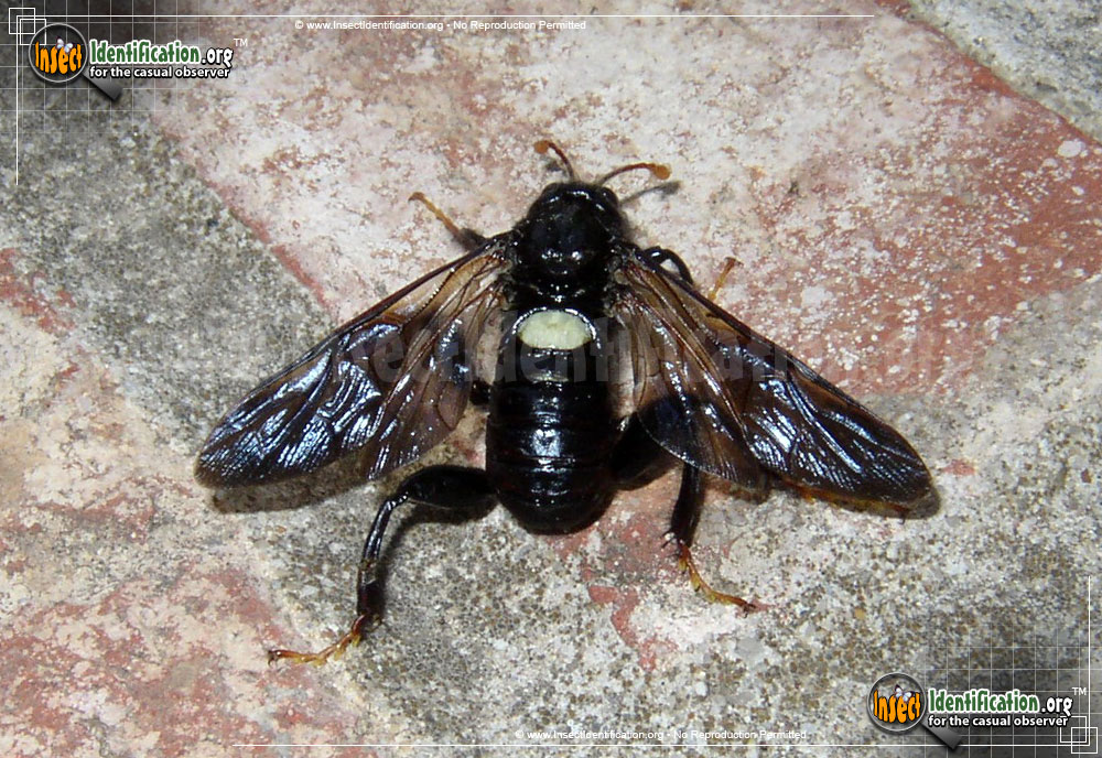 Full-sized image of the Elm-Sawfly