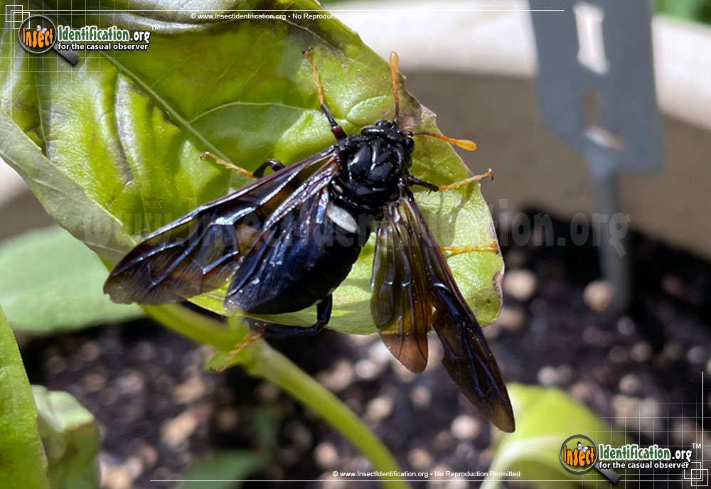 Full-sized image #5 of the Elm-Sawfly