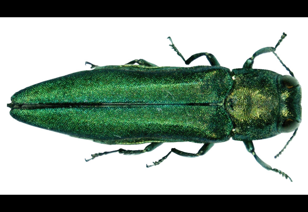 Full-sized image of the Emerald-Ash-Borer