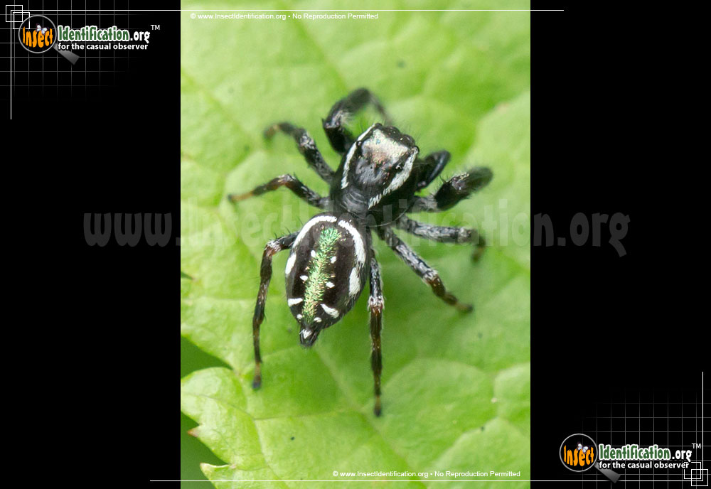 Full-sized image of the Jumping-Spider-Paraphidippus-aurantius