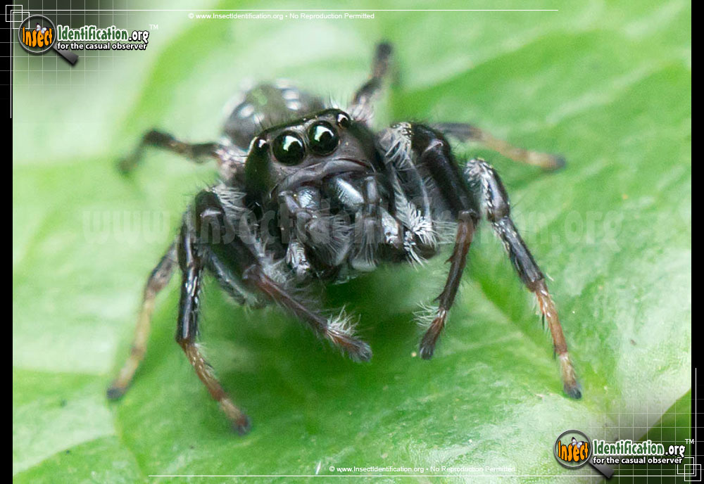 Full-sized image #4 of the Jumping-Spider-Paraphidippus-aurantius