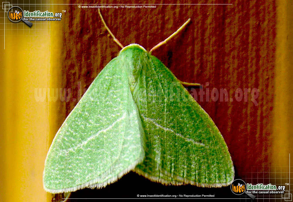 Full-sized image of the Emerald-Moth-pistaciaria