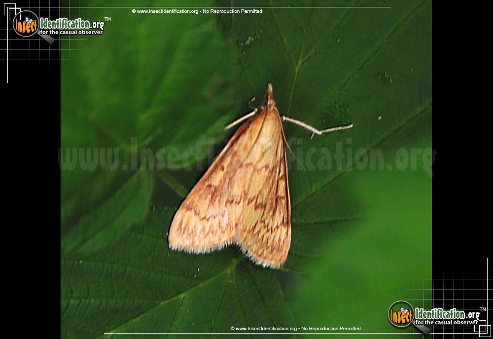 Full-sized image of the European-Corn-Borer-Moth