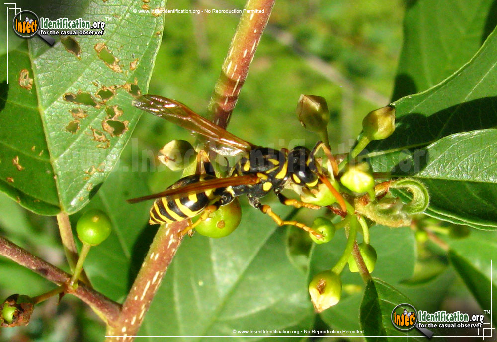 Full-sized image of the European-Paper-Wasp