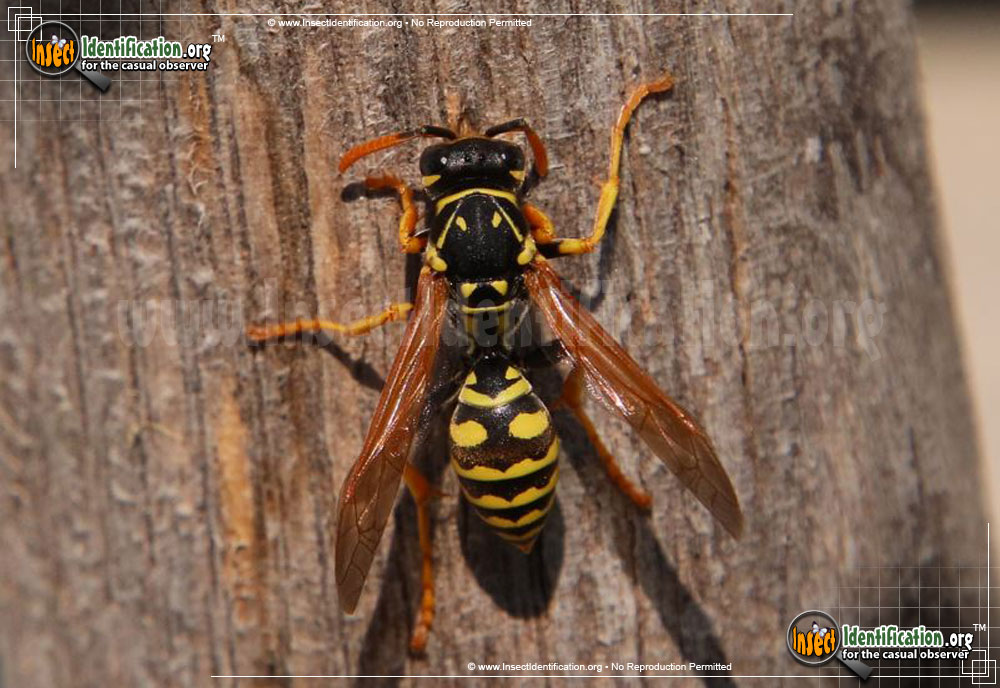 Full-sized image of the European-Paper-Wasp