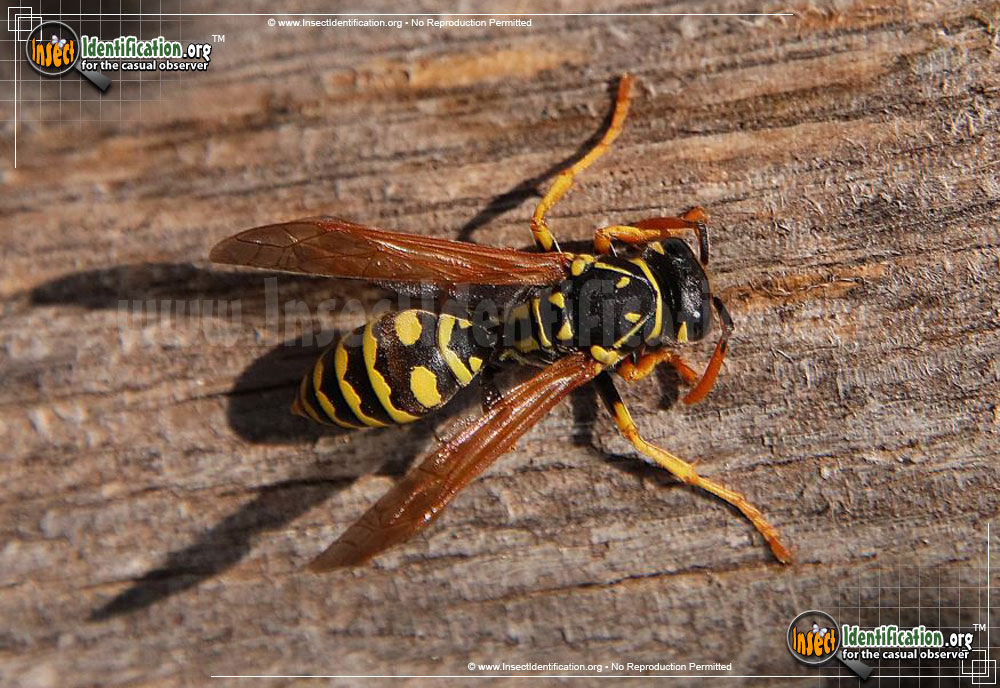 Full-sized image #2 of the European-Paper-Wasp