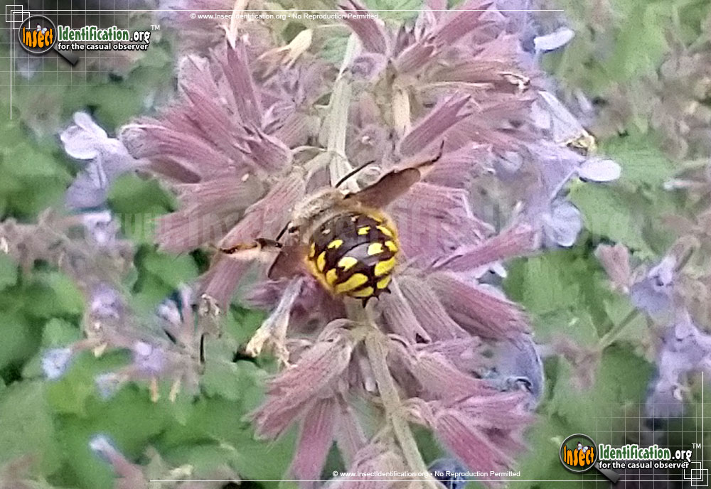 Full-sized image #2 of the European-Wool-carder-Bee