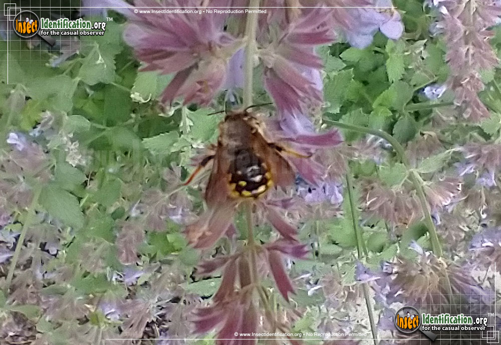 Full-sized image of the European-Wool-carder-Bee