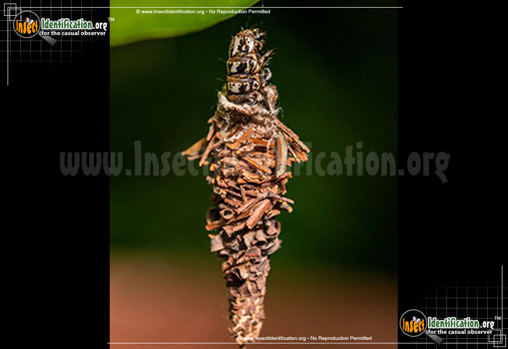 Full-sized image #5 of the Evergreen-Bagworm-Moth
