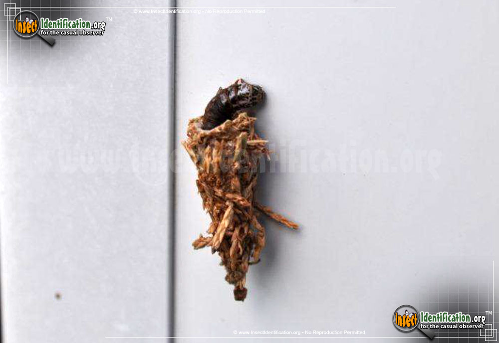 Full-sized image #3 of the Evergreen-Bagworm-Moth