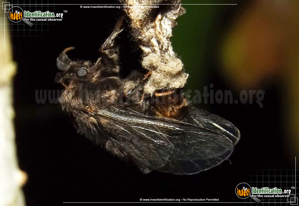 Full-sized image #4 of the Evergreen-Bagworm-Moth