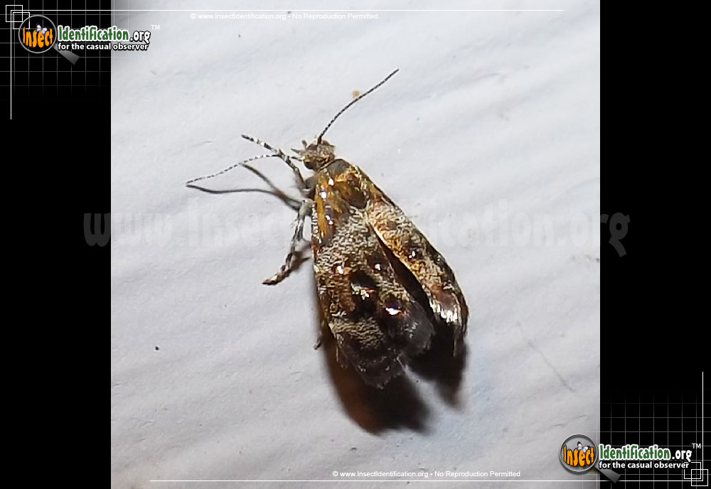 Full-sized image of the Everlasting-Tebenna-Moth