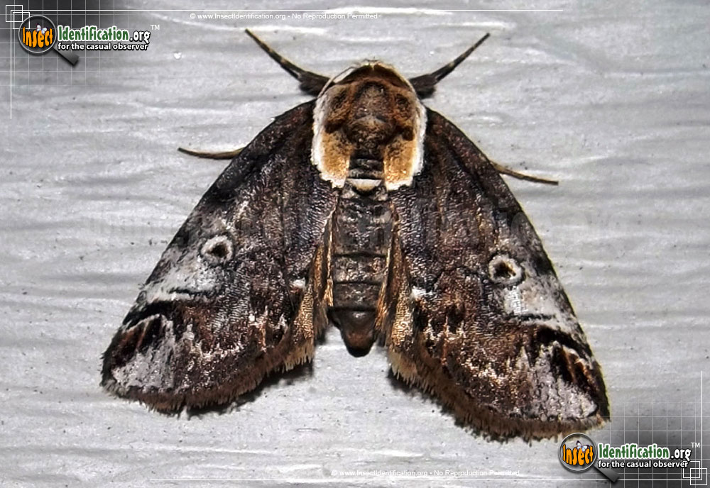Full-sized image of the Eyed-Baileya-Moth