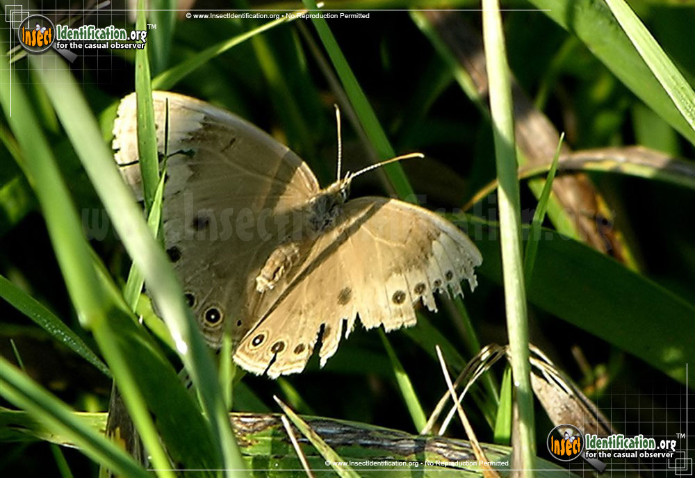 Full-sized image of the Eyed-Brown-Butterfly
