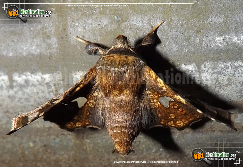 Full-sized image of the Eyed-Dysodia-Moth