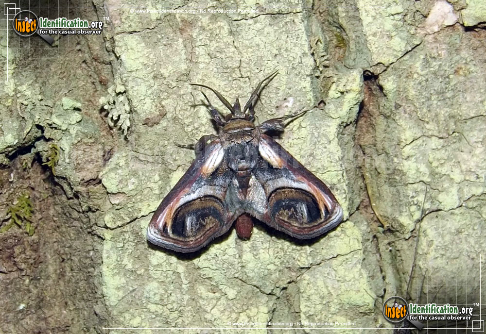 Full-sized image of the Eyed-Paectes-Moth