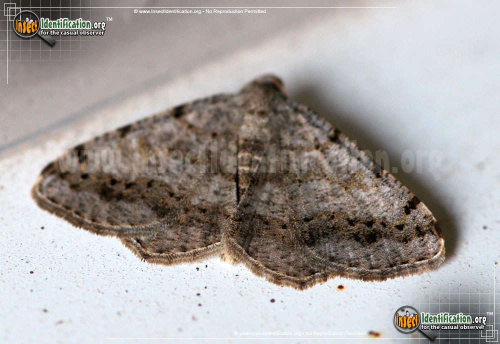 Full-sized image of the Faint-Spotted-Angle-Moth