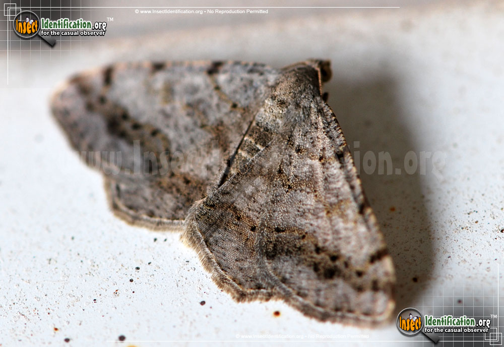 Full-sized image #2 of the Faint-Spotted-Angle-Moth