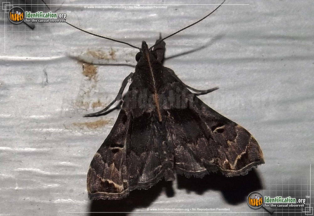 Full-sized image #2 of the Faint-Spotted-Palthis-Moth