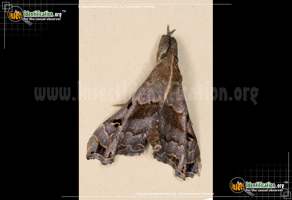 Full-sized image of the Faint-Spotted-Palthis-Moth