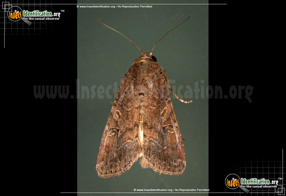 Full-sized image of the Fall-Armyworm-Moth