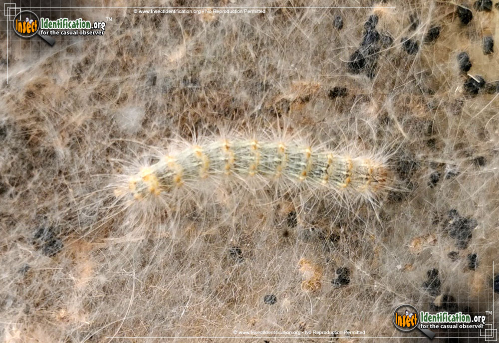 Full-sized image #11 of the Fall-Webworm-Moth