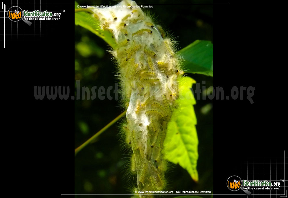 Full-sized image #2 of the Fall-Webworm-Moth