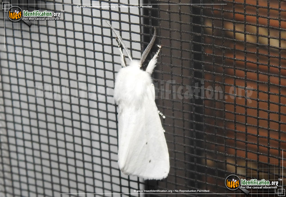 Full-sized image #13 of the Fall-Webworm-Moth