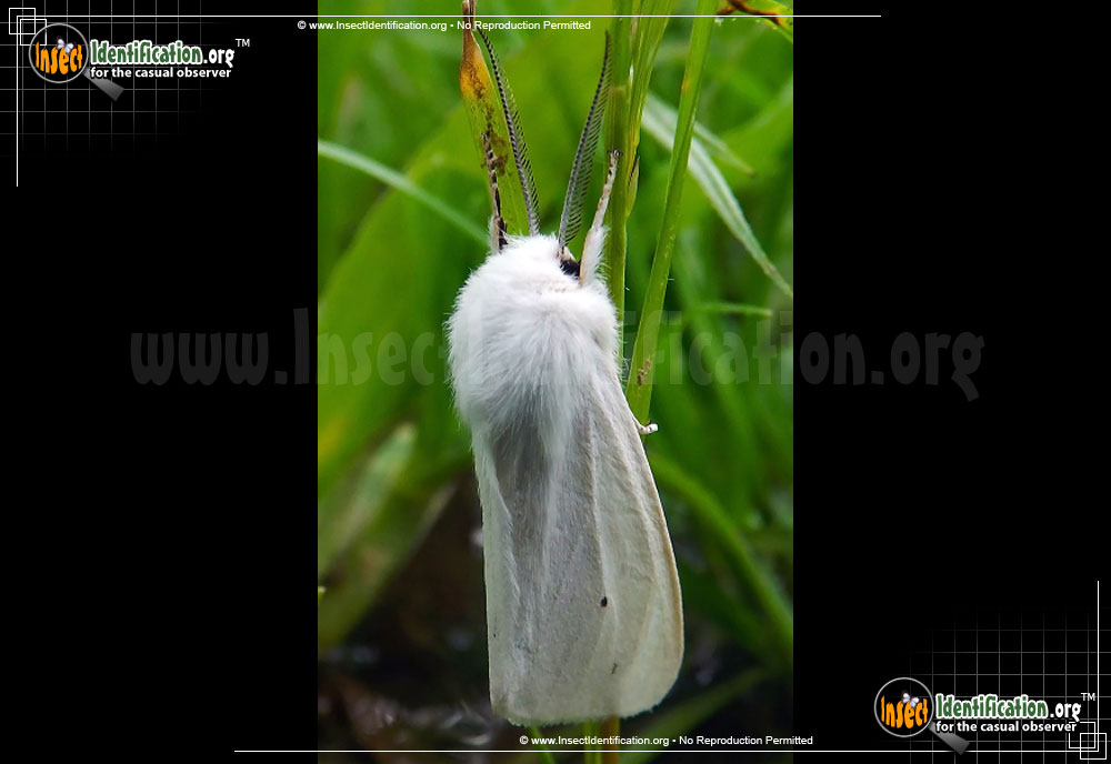 Full-sized image #5 of the Fall-Webworm-Moth