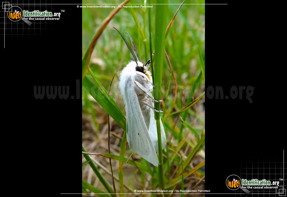 Full-sized image #8 of the Fall-Webworm-Moth