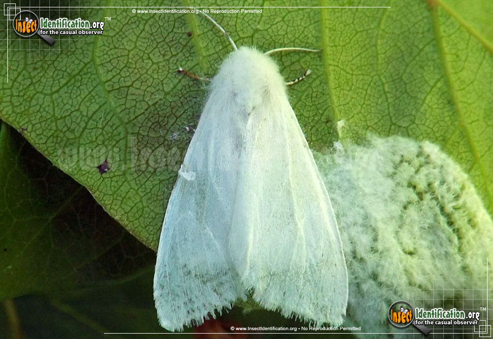 Full-sized image #4 of the Fall-Webworm-Moth