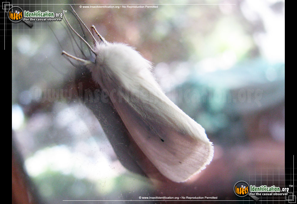 Full-sized image #10 of the Fall-Webworm-Moth