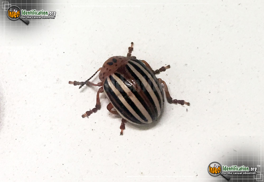Full-sized image #2 of the False-Potato-Beetle