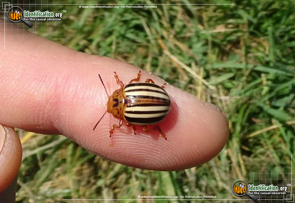 Full-sized image of the False-Potato-Beetle