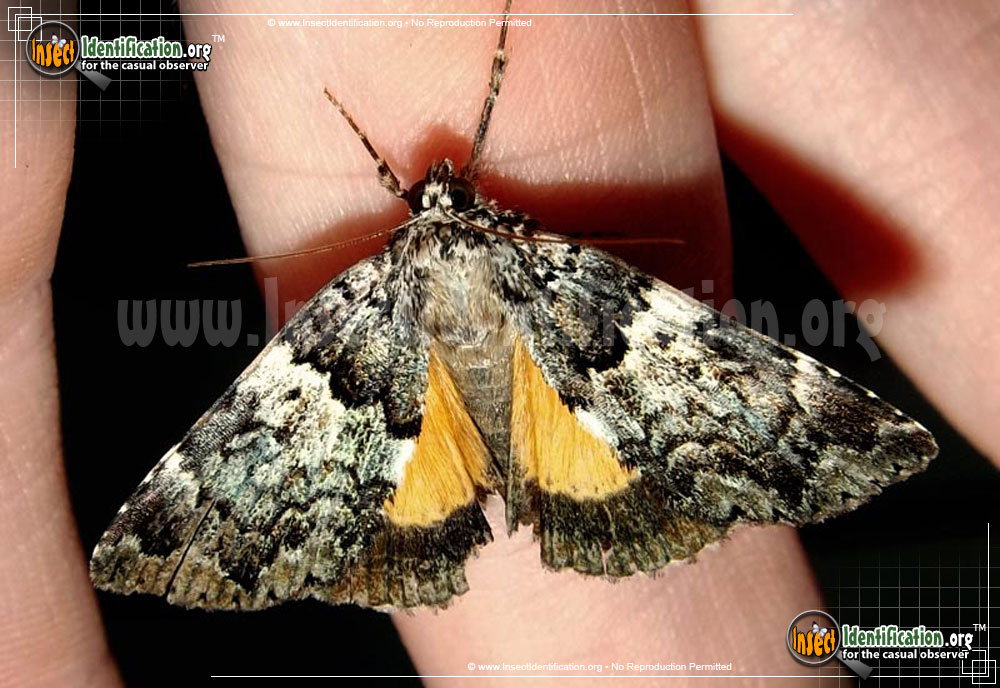 Full-sized image #2 of the False-Underwing-Moth