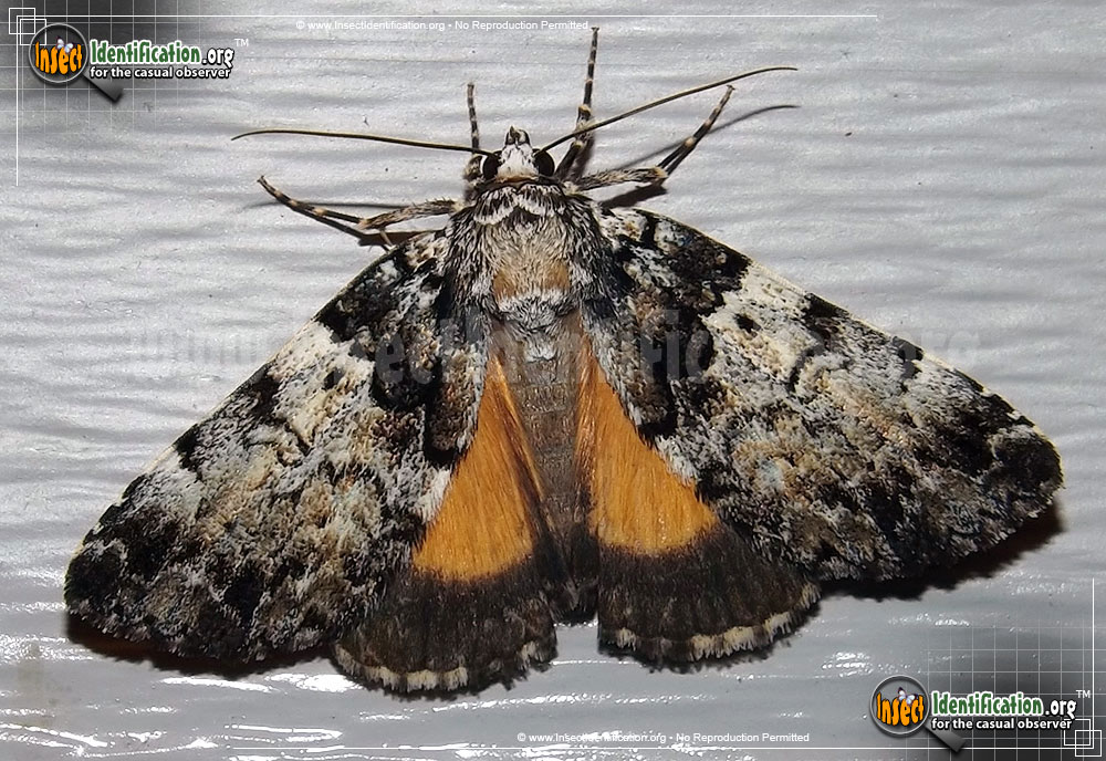 Full-sized image of the False-Underwing-Moth