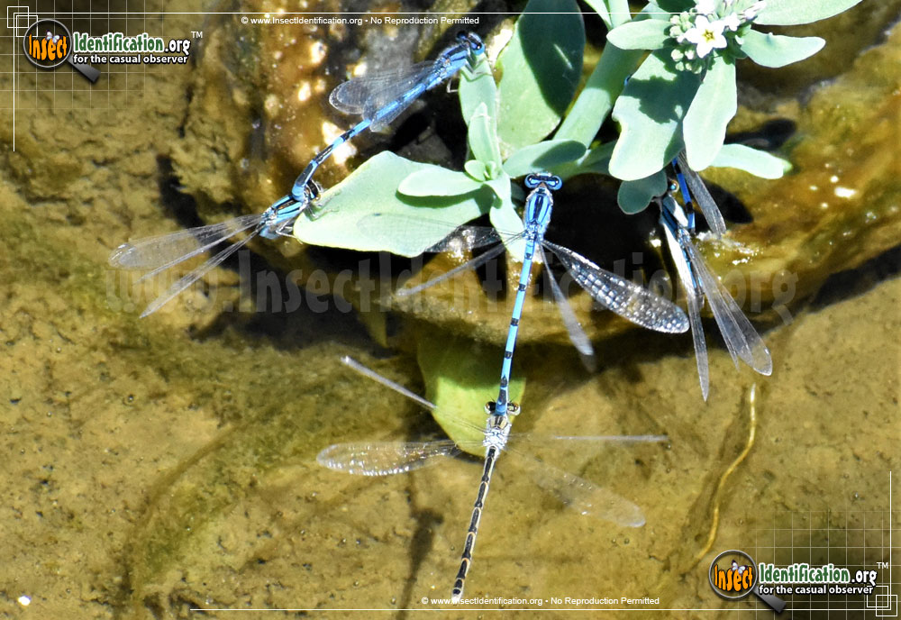 Familiar Bluet